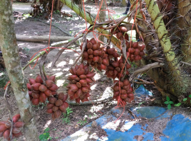 วันที่ ๓ มีนาคม ๒๕๖๖ นายประเสริฐศักดิ์ ณ นคร ... พารามิเตอร์รูปภาพ 7